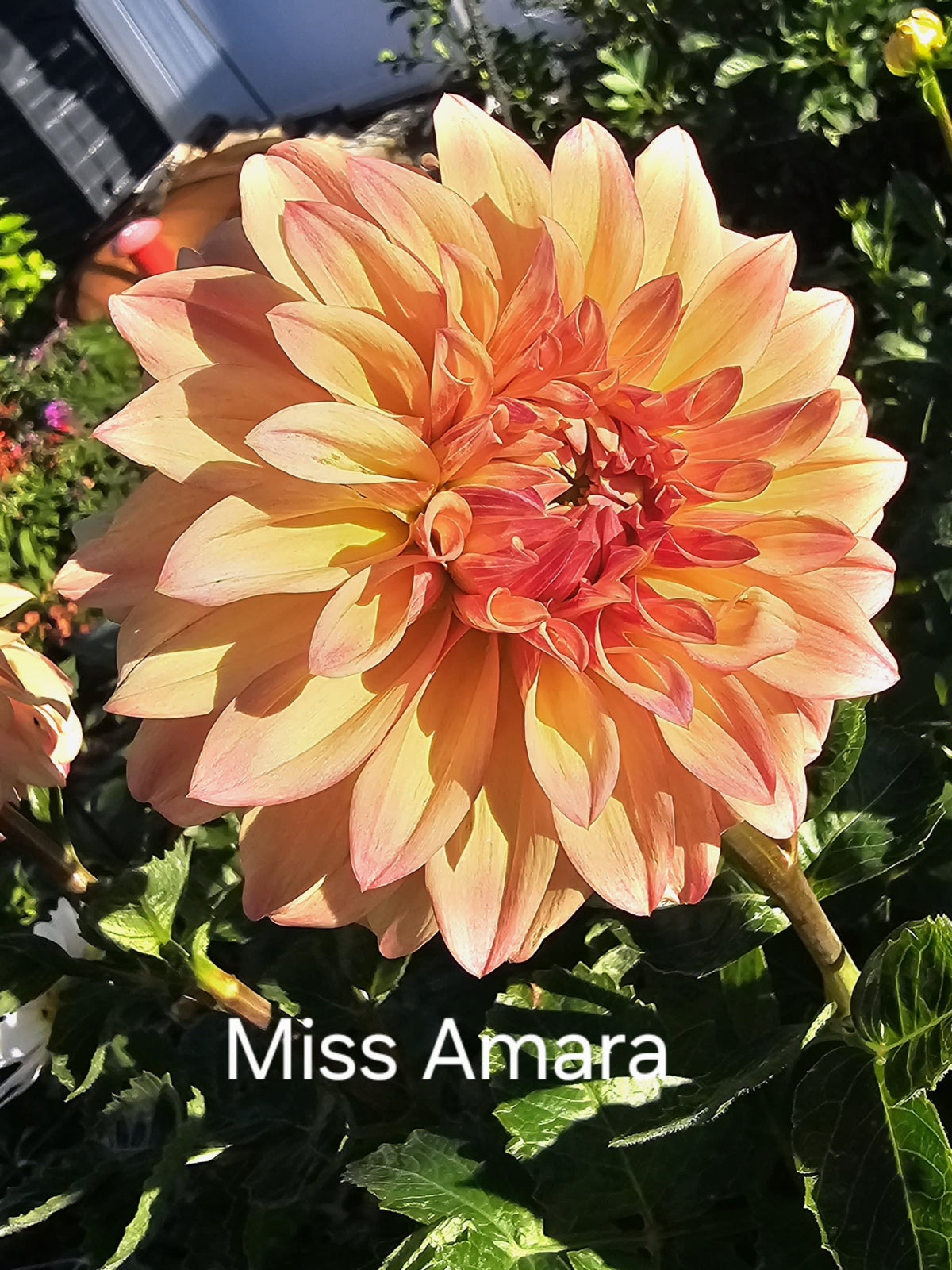 Miss Amara