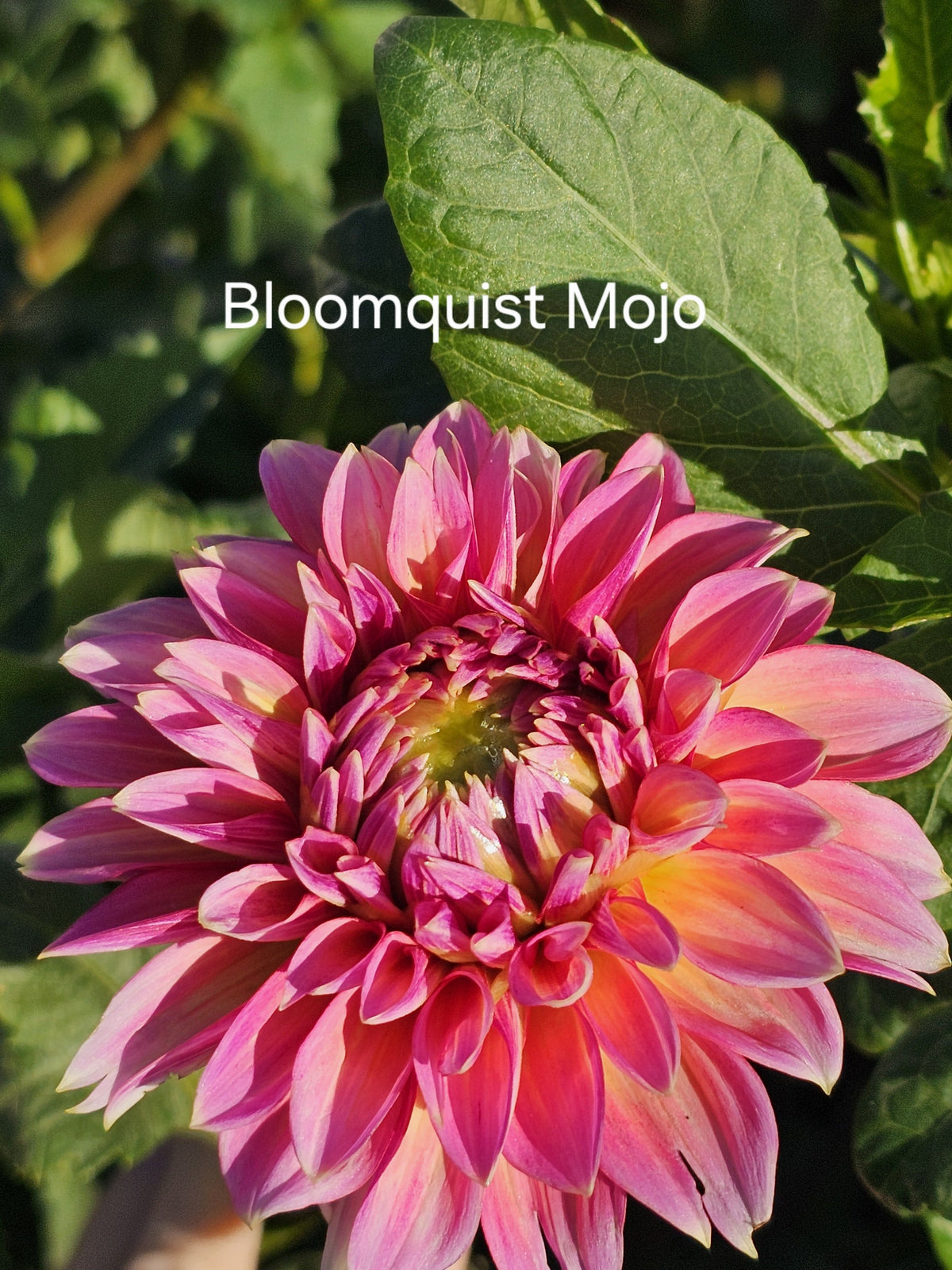Bloomquist Mojo
