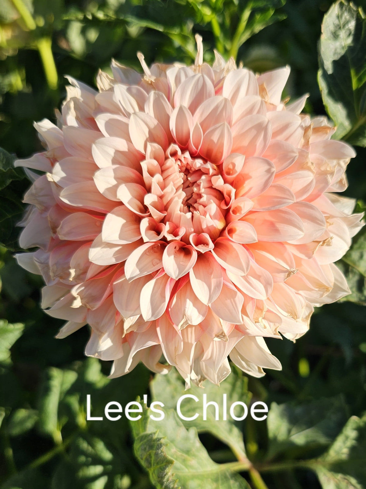 Lee's Chloe