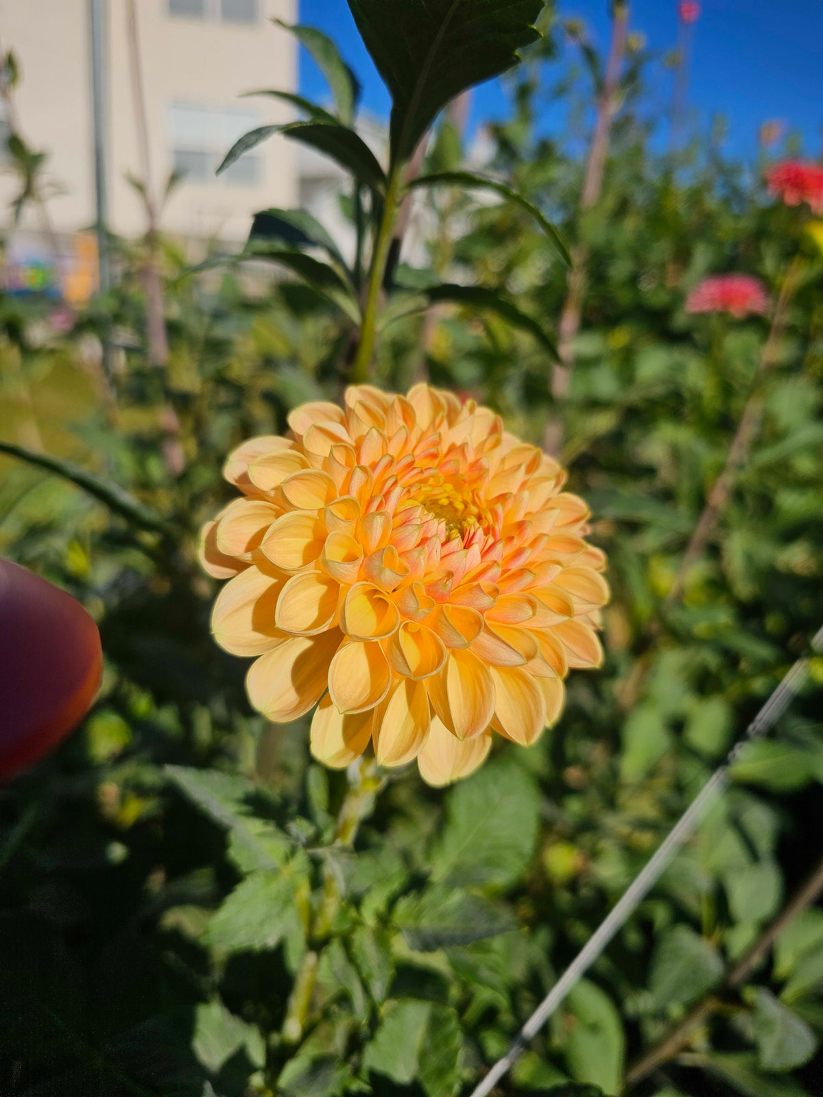 Crichton Honey