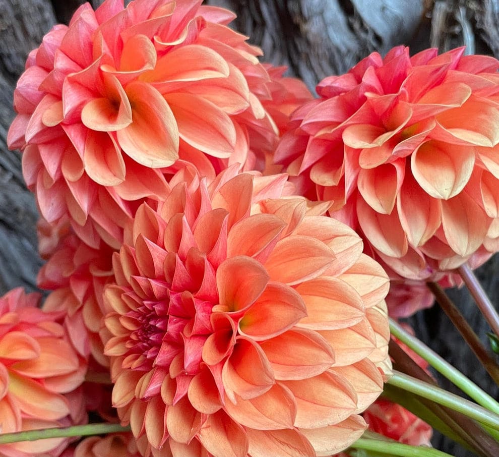 KA's Blood Orange