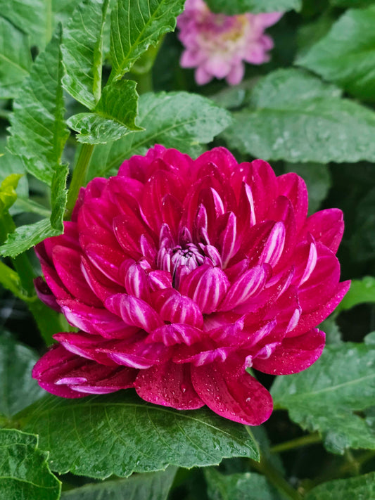 Sandia Bertha