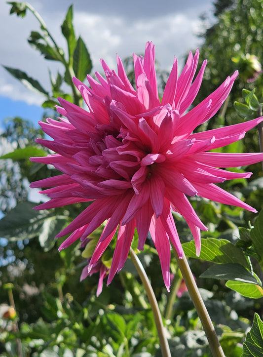 Sandia Barbie