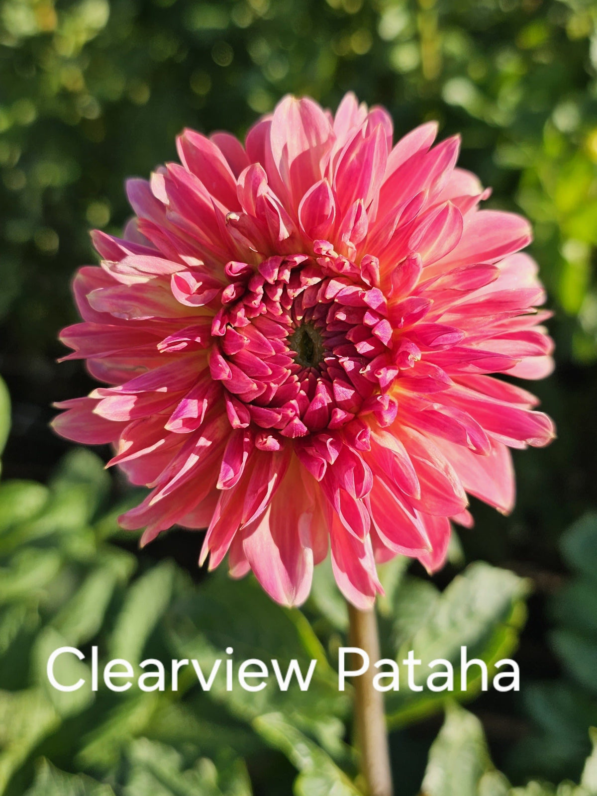 Clearview Pataha