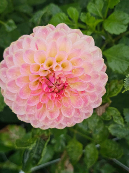 20th Ave Softer Peach