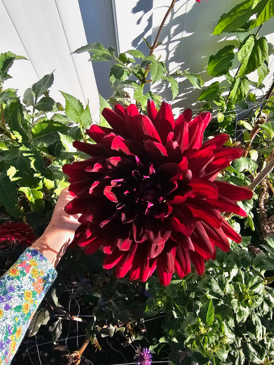 Hollyhill Black Widow