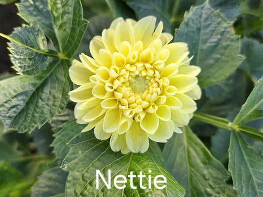 Nettie