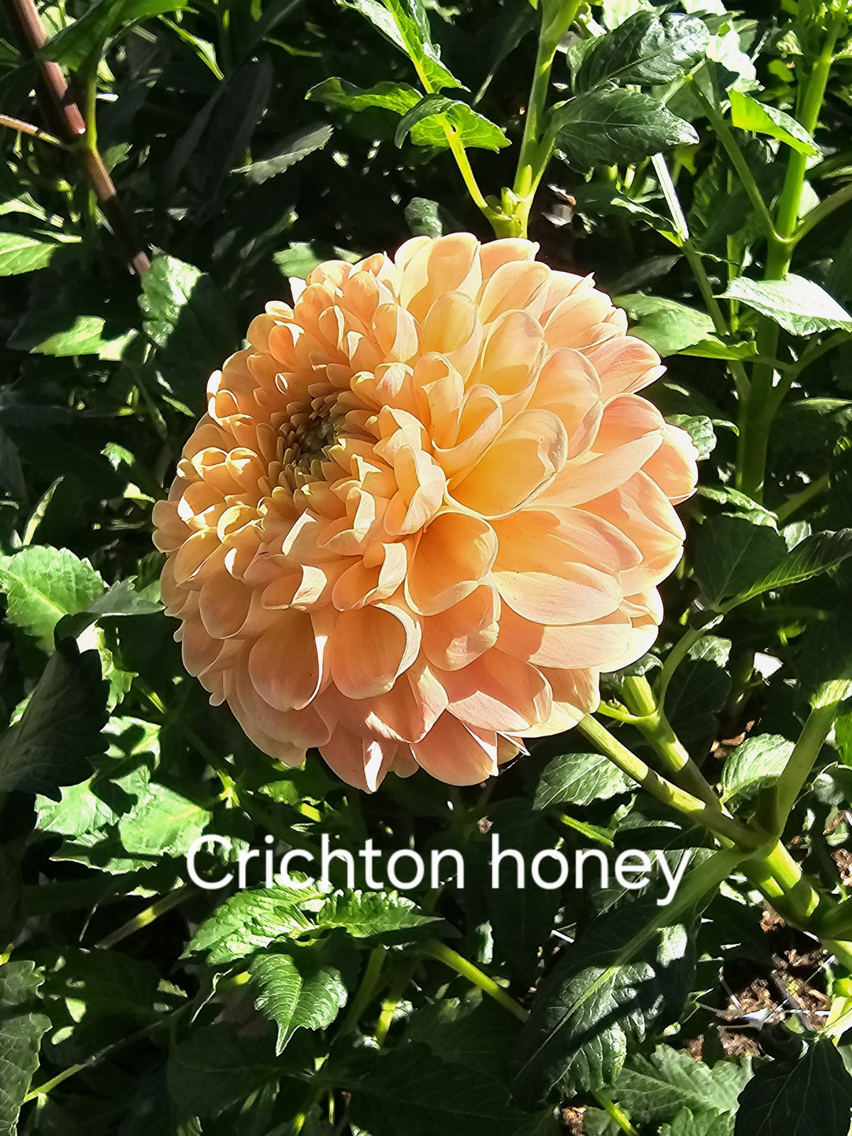 Crichton Honey