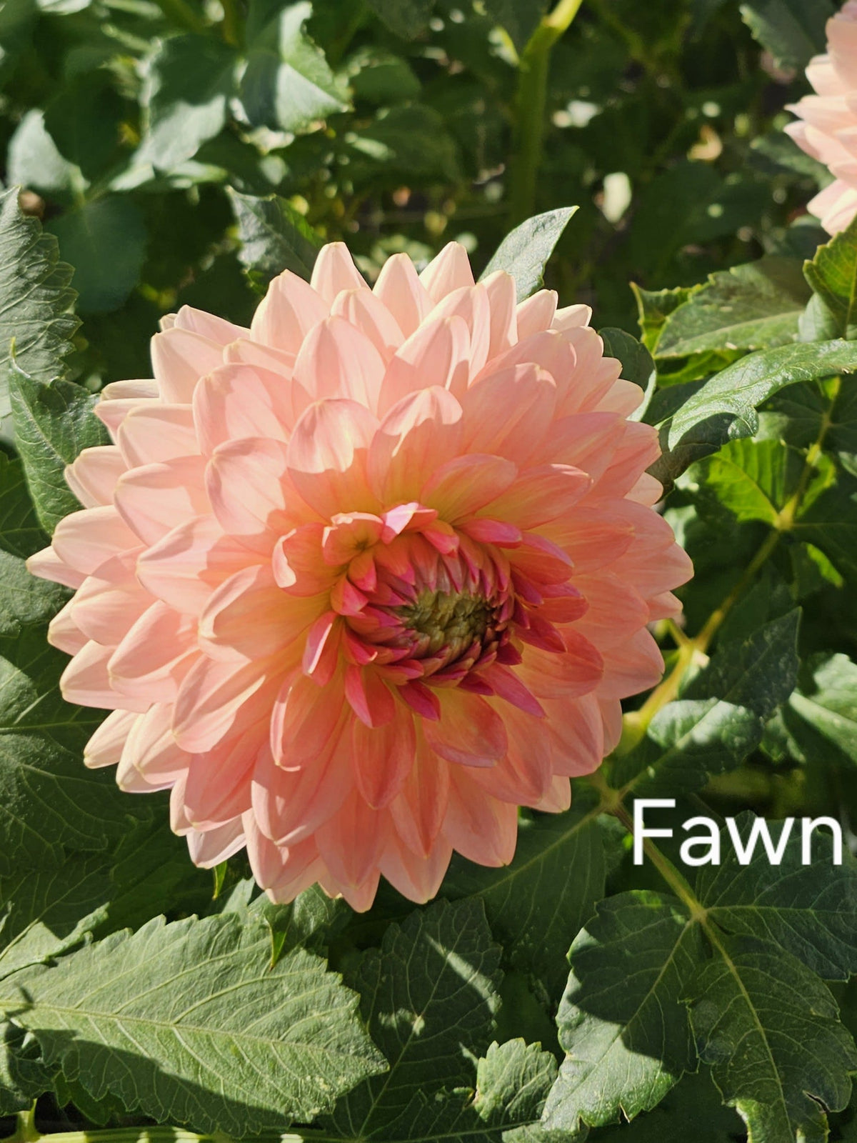 Fawn