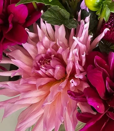 Wyn's Mauve Mist