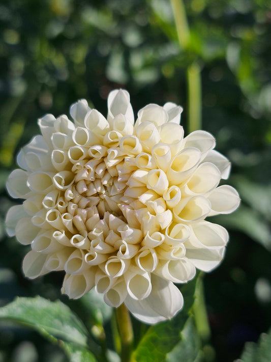 White Nettie