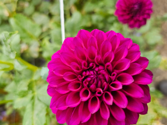 Purple Joy