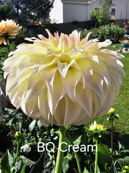 Bloomquist Cream