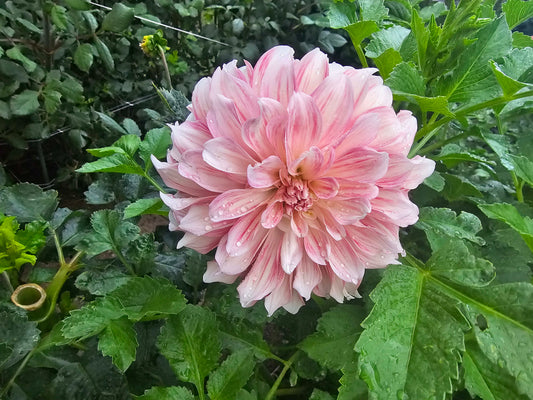 Mystery marked as Peach fuzz