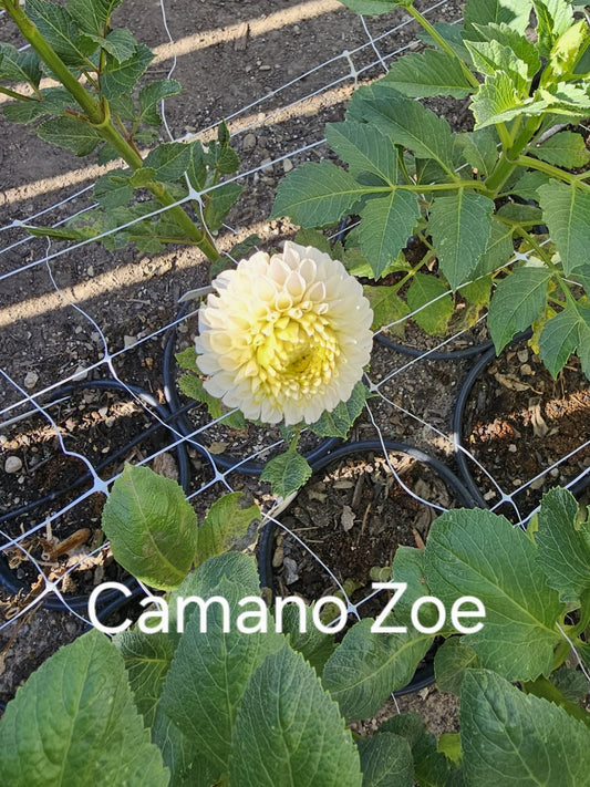 Camano Zoe