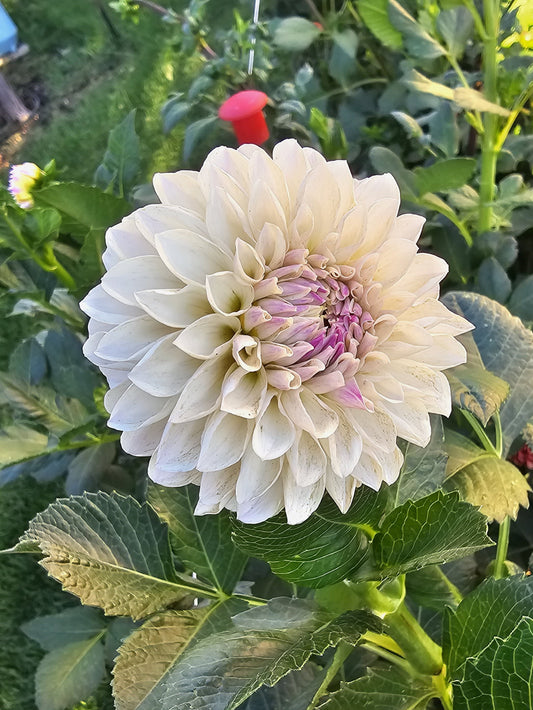 Tahoma Kelli