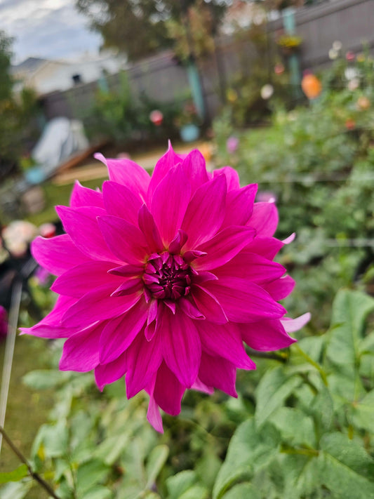 Robann Royal