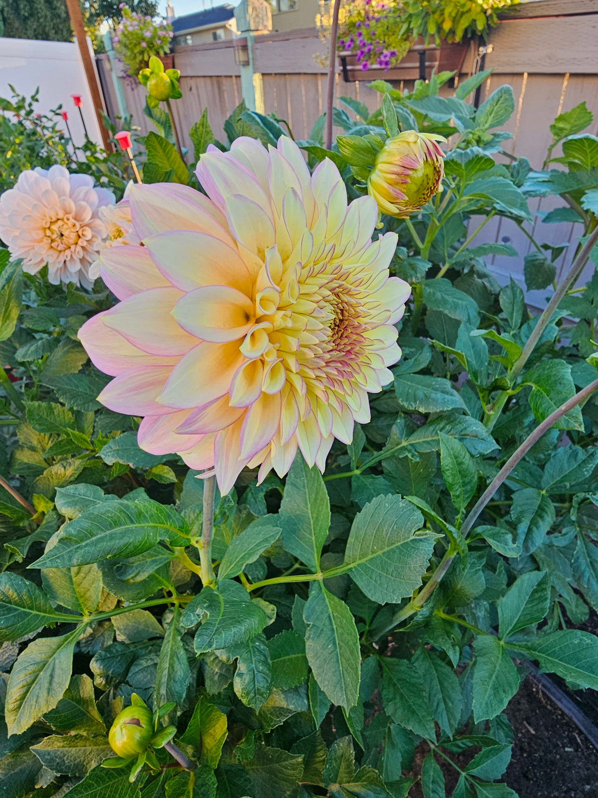 Bloomquist Blush