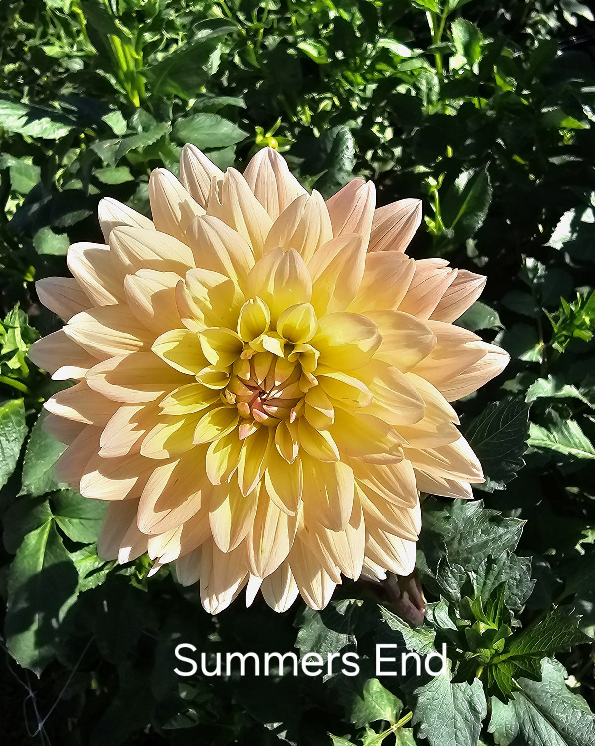 Summer's End