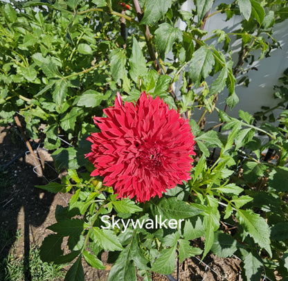 Skywalker