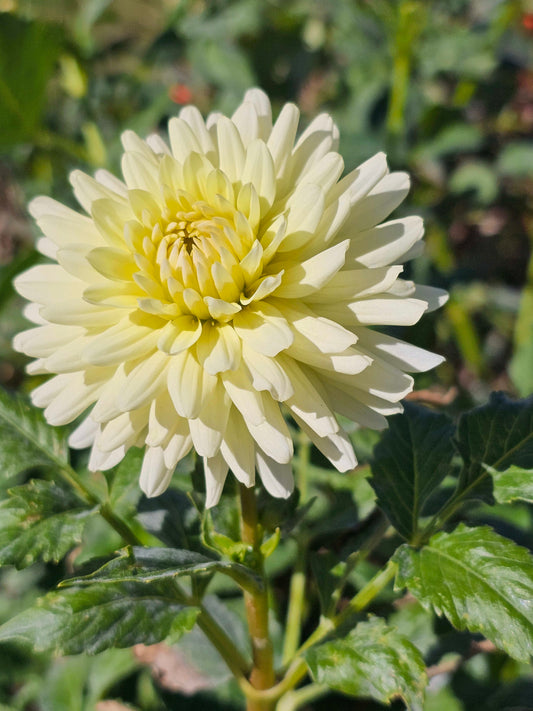 Northland Primrose
