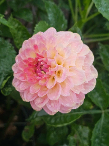 20th Ave Softer Peach