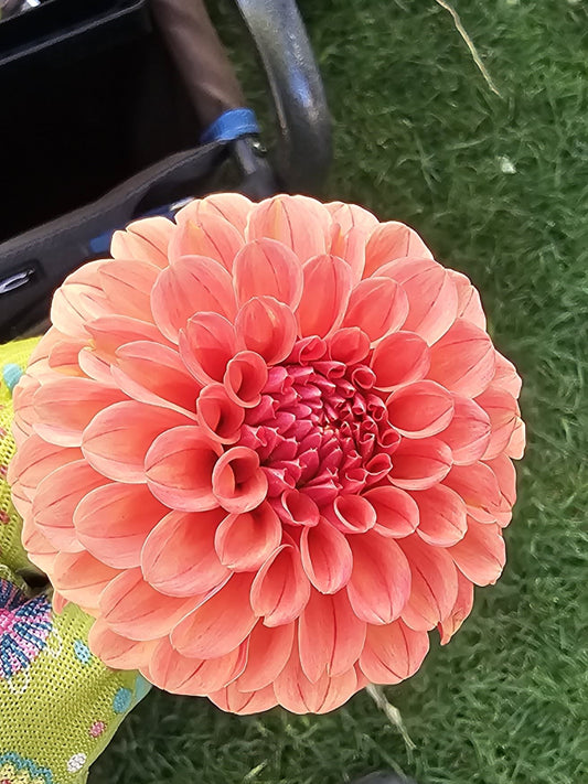 Rose Toscano