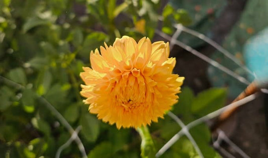 Florelie Dandelion