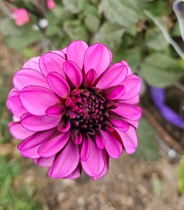 Creme de Cassis