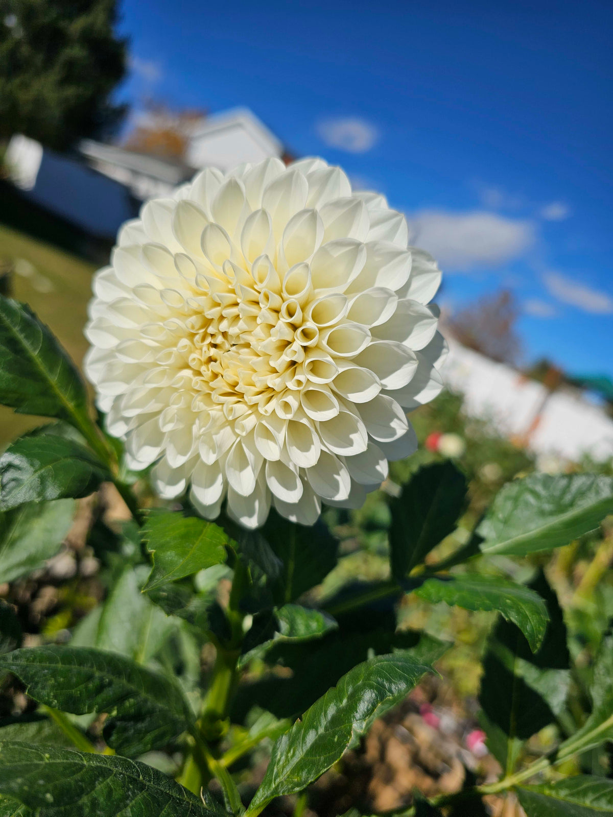 Brookside Snowball