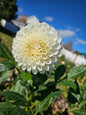 Brookside Snowball