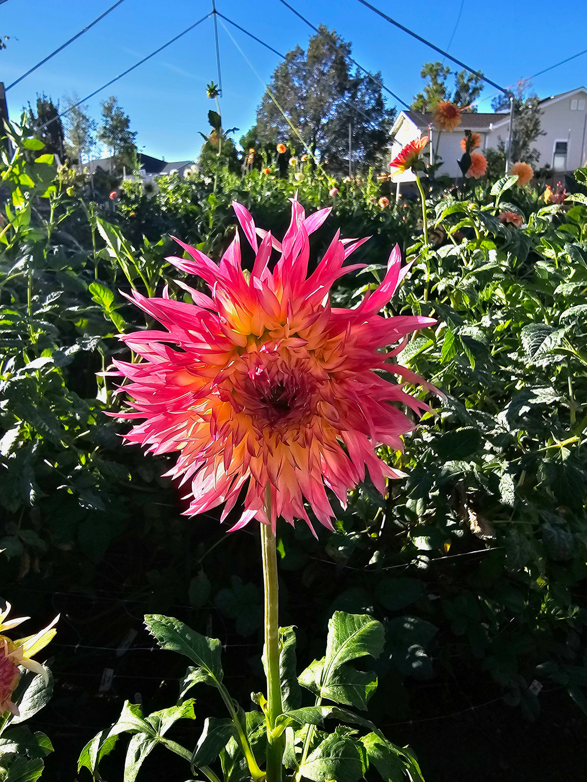 Pinelands Princess