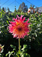 Pinelands Princess