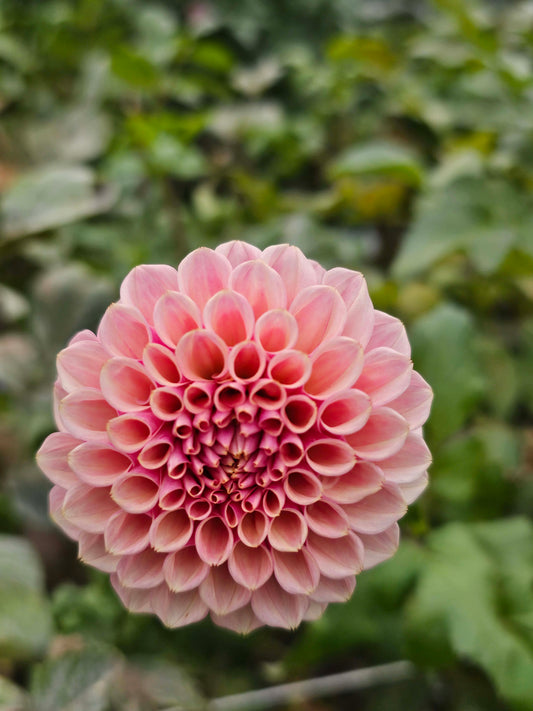 Bracken Rose