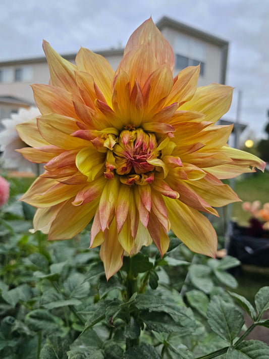 Wanda's Aurora