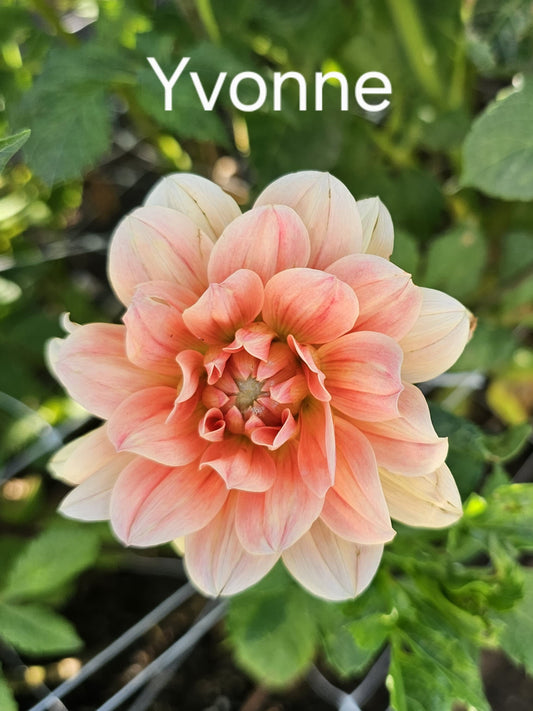 Yvonne