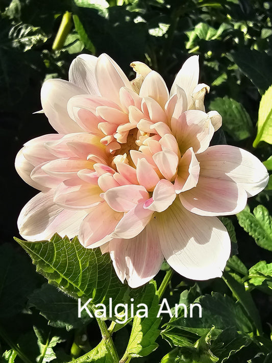 Kelgai Ann
