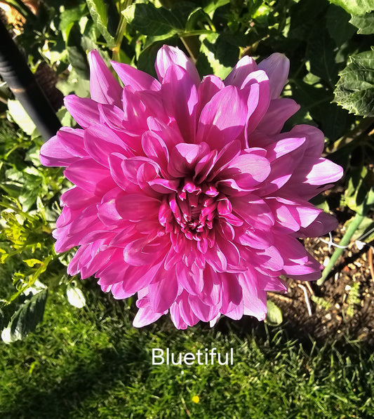 Bluetiful
