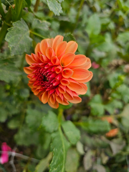 KA's Blood Orange