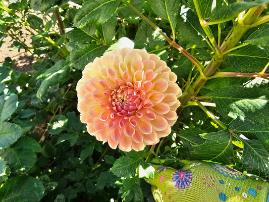 Valley Tawny