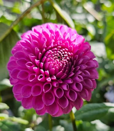 Mary's Jomanda