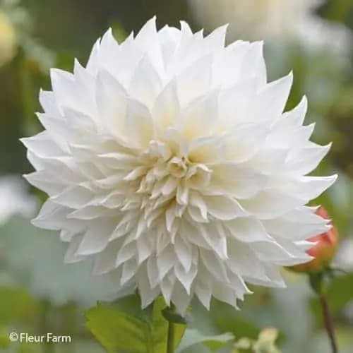 White Perfection