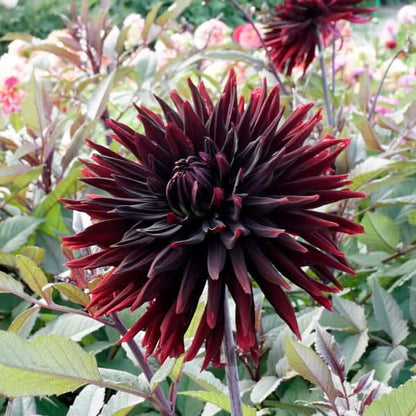 Black Jack