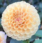 Connecticut Coral