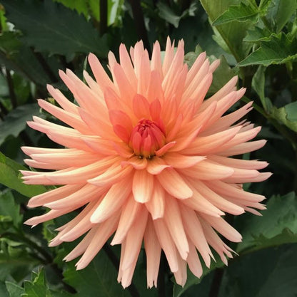 Peach Fuzz