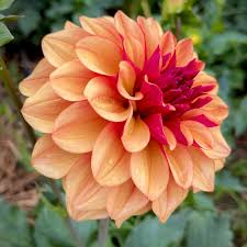 Creme De Cognac