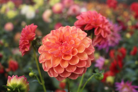 Garden Wonder
