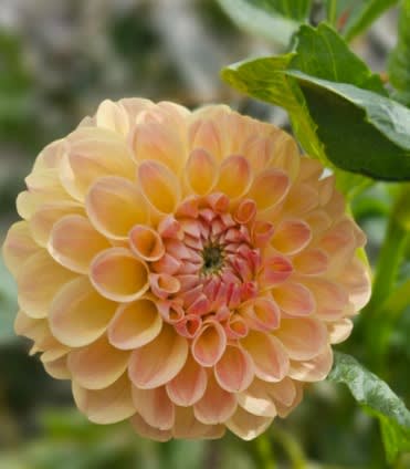 Clearview Peachy