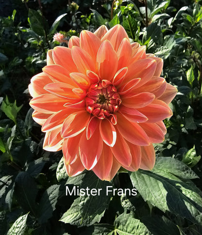 Mister Frans