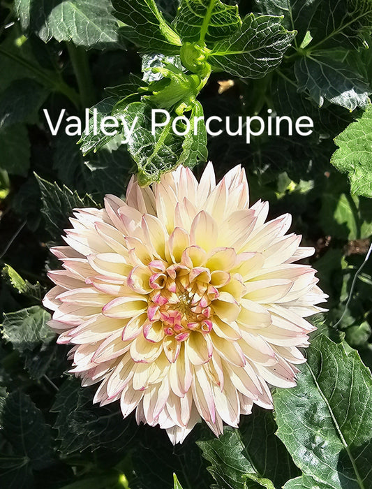 Valley Porcupine